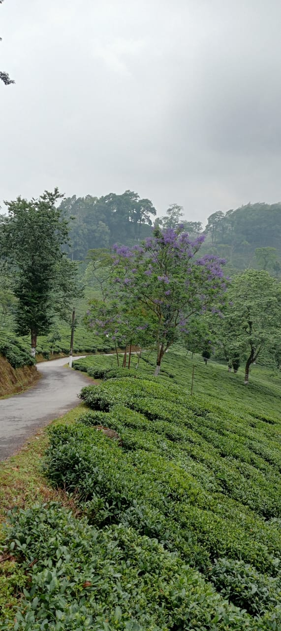 Tea garden landscape
